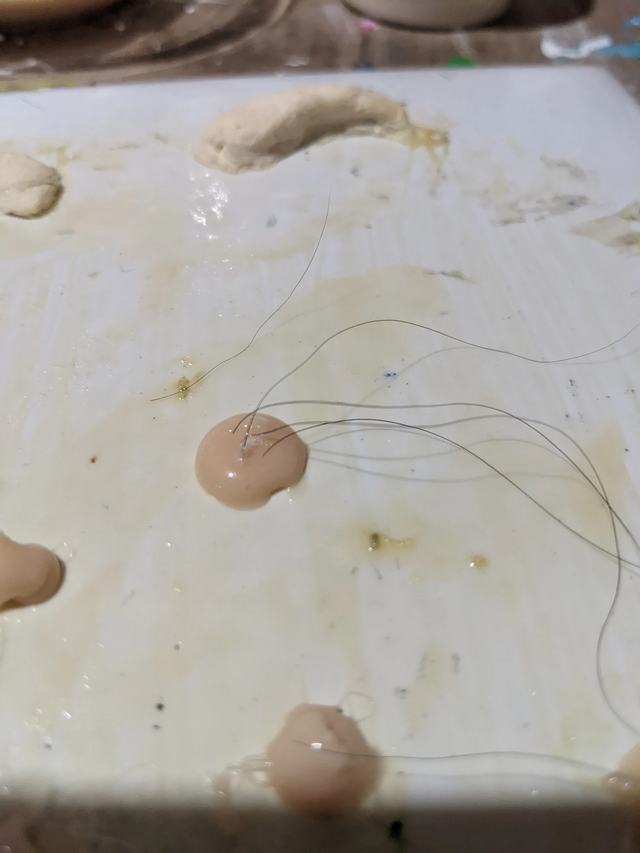 Gelatin moles with single hairs set in, drying on a work board